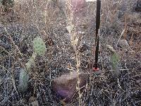 Opuntia engelmannii image