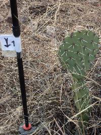 Opuntia engelmannii image