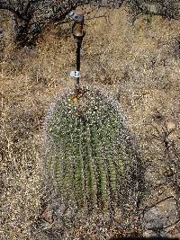 Ferocactus wislizeni image