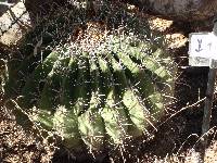 Opuntia engelmannii image