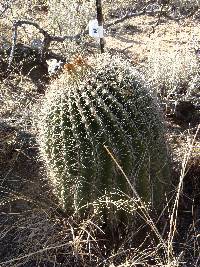 Ferocactus wislizeni image