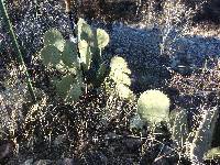 Opuntia engelmannii image