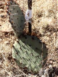 Opuntia engelmannii image