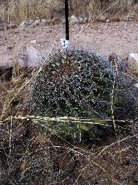 Ferocactus wislizeni image