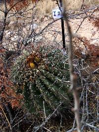 Ferocactus wislizeni image