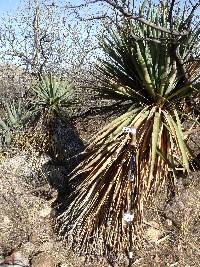 Yucca madrensis image