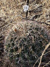 Ferocactus wislizeni image