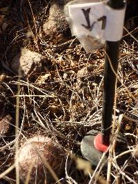 Mammillaria grahamii image