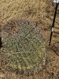 Ferocactus wislizeni image