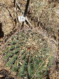 Ferocactus wislizeni image