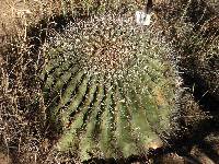 Ferocactus wislizeni image