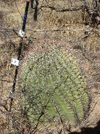 Ferocactus wislizeni image