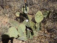 Opuntia engelmannii image