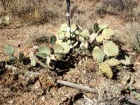 Opuntia engelmannii image