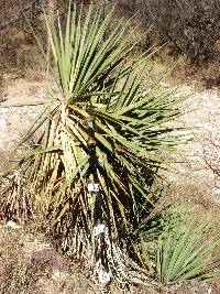 Yucca madrensis image