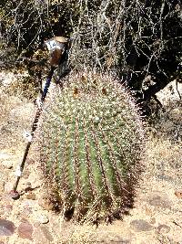 Ferocactus wislizeni image