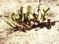 Opuntia engelmannii image