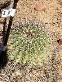 Ferocactus wislizeni image