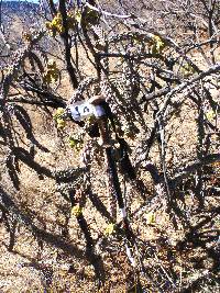 Cylindropuntia spinosior image