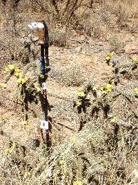 Cylindropuntia spinosior image