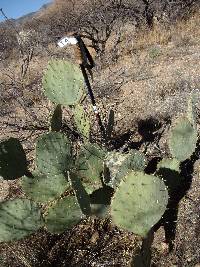 Opuntia engelmannii image