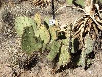 Opuntia engelmannii image