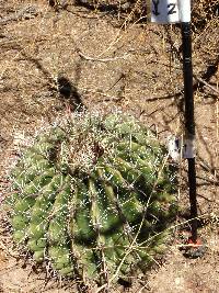 Ferocactus wislizeni image