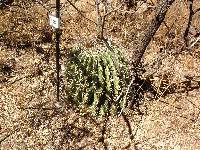 Ferocactus wislizeni image