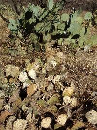 Opuntia engelmannii image