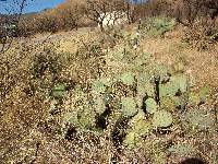 Opuntia engelmannii image