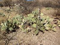 Opuntia engelmannii image