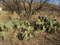 Opuntia engelmannii image