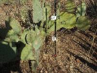 Opuntia engelmannii image
