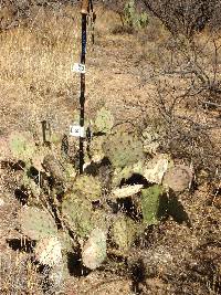 Opuntia engelmannii image