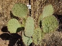 Opuntia engelmannii image