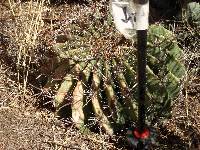 Ferocactus wislizeni image