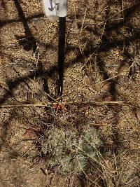 Ferocactus wislizeni image