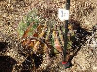 Ferocactus wislizeni image