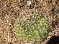 Ferocactus wislizeni image