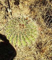 Ferocactus wislizeni image