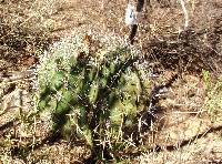 Ferocactus wislizeni image