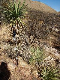 Yucca madrensis image