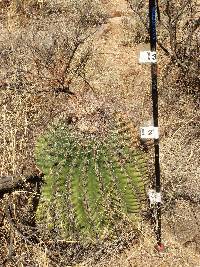 Ferocactus wislizeni image