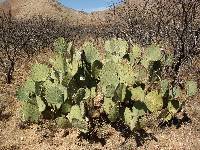 Opuntia engelmannii image