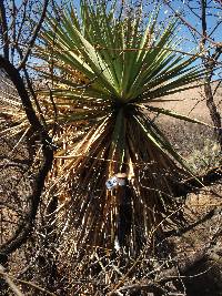 Yucca madrensis image