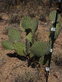 Opuntia engelmannii image