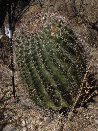 Ferocactus wislizeni image