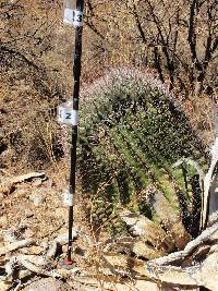 Ferocactus wislizeni image