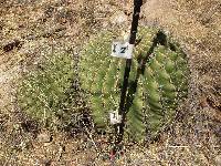 Ferocactus wislizeni image