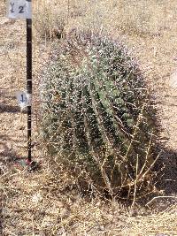 Ferocactus wislizeni image